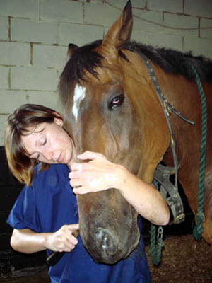 equine dentistry canvas
