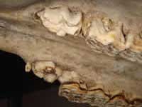 Horses teeth - Premolar caps & Wolf tooth