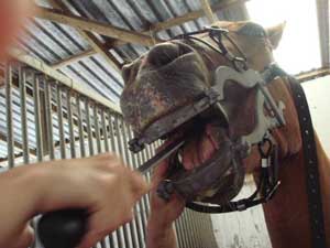 Horse dental work